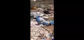 Hallan un caballo muerto en un vertedero de Albal
