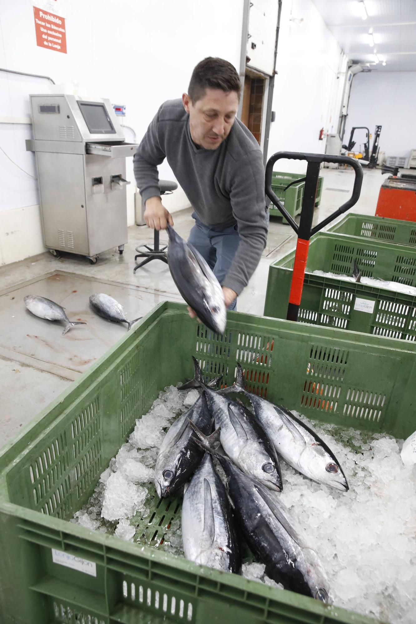 La primera descarga del bonito en la lonja de Gijón, en imágenes