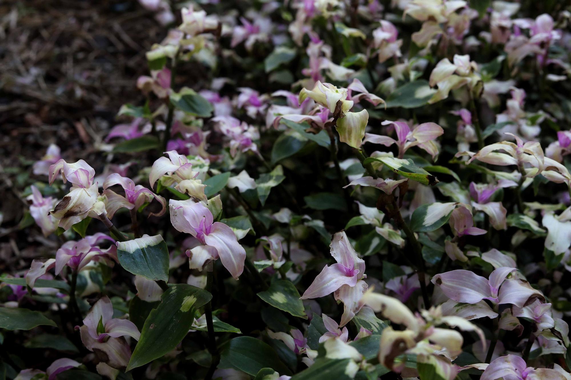 Las flores del Jardín Botánico en primavera