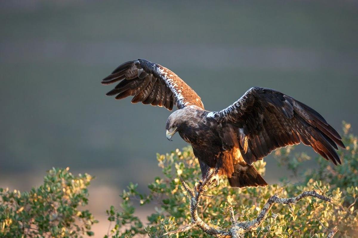 Una imagen de un águila imperial ibérica