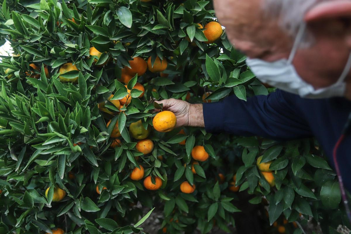 El Canal Bajo del Algar abarca una superficie de 2.659 hectáreas regables, en su mayoría compuestas por cultivos de secano como cítricos u hortalizas.