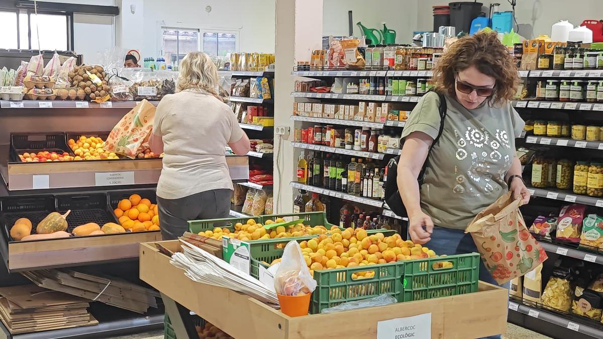 FOTOS | La campaña de albaricoques en la Cooperativa de Porreres, en imágenes