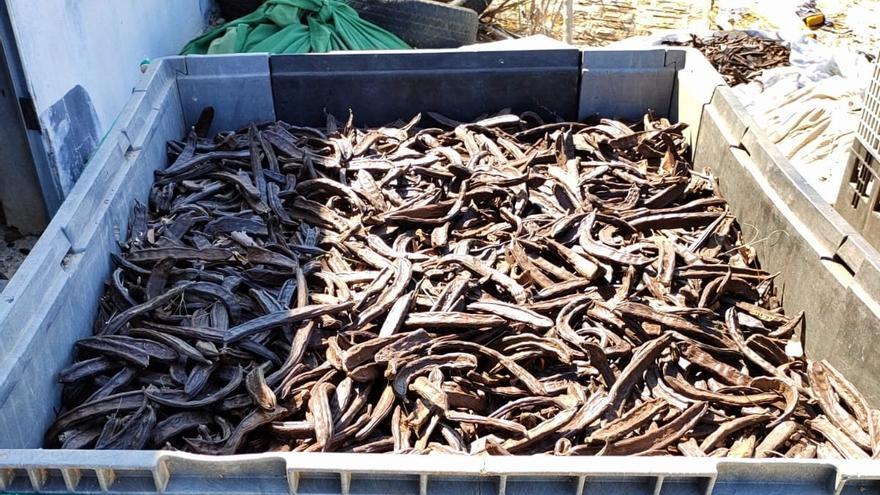Hallan 2.000 kilos de algarrobas en un almacén clandestino de Cheste