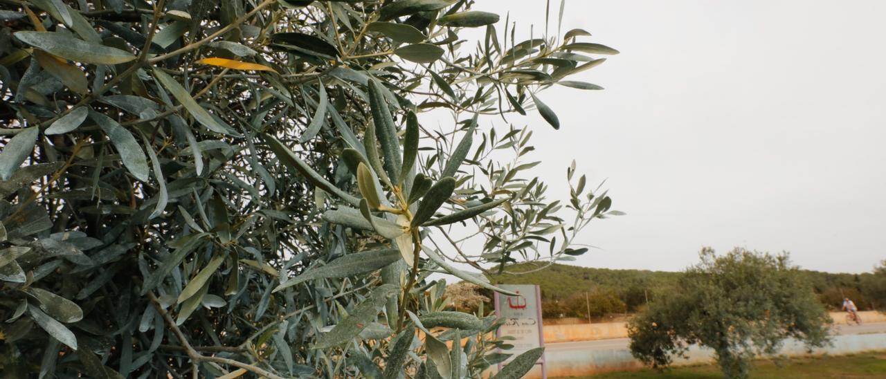 Olivos de Can Rich en el Camí de sa Vorera.