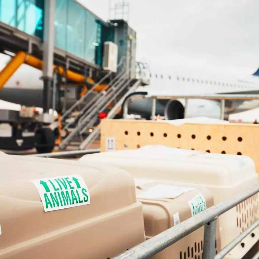 “Es tortura física”: la opinión de los expertos sobre viajar con mascotas en un avión