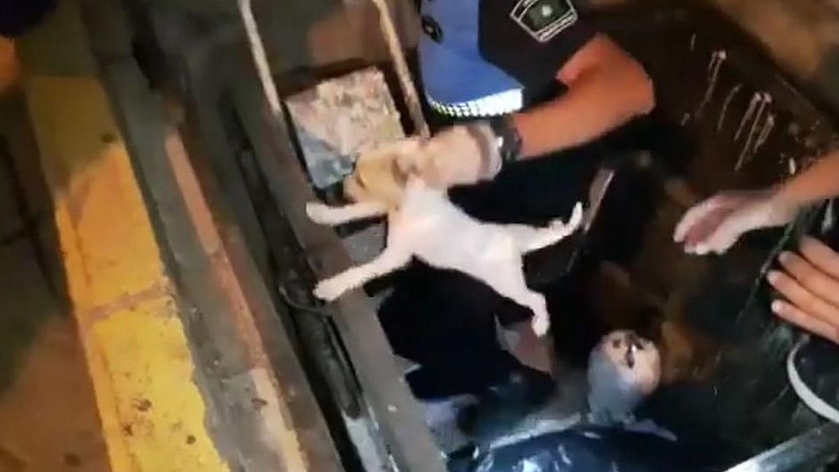 Un agente salva cachorros en un contenedor de basura.