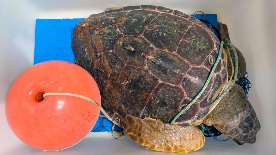 Rescate de una tortuga enredada en una boya del Port de Sagunt