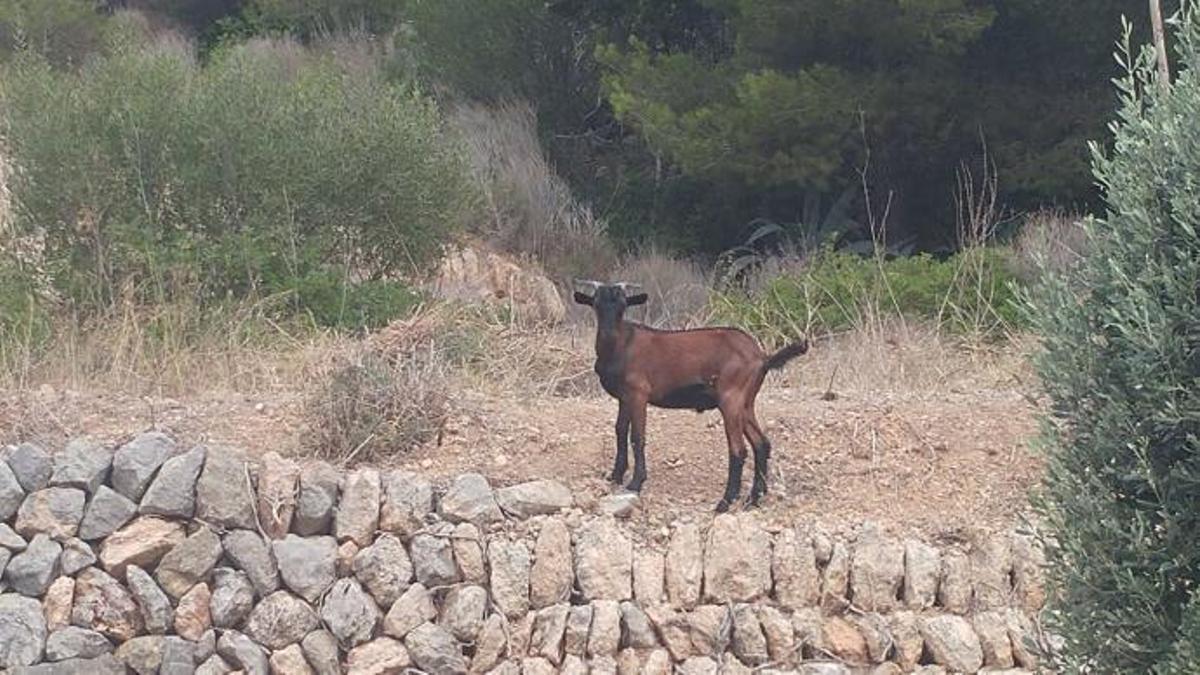 Auf der Suche nach Wasser und Futter kommen die Ziegen den Ortszentren von Mallorca immer näher.