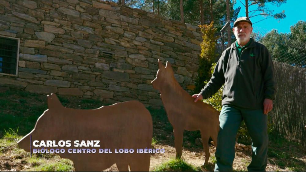 Programa "Wild Frank", de Frank de la Jungla, grabado en el Centro del Lobo Ibérico de Castilla y León en Robledo (Zamora)