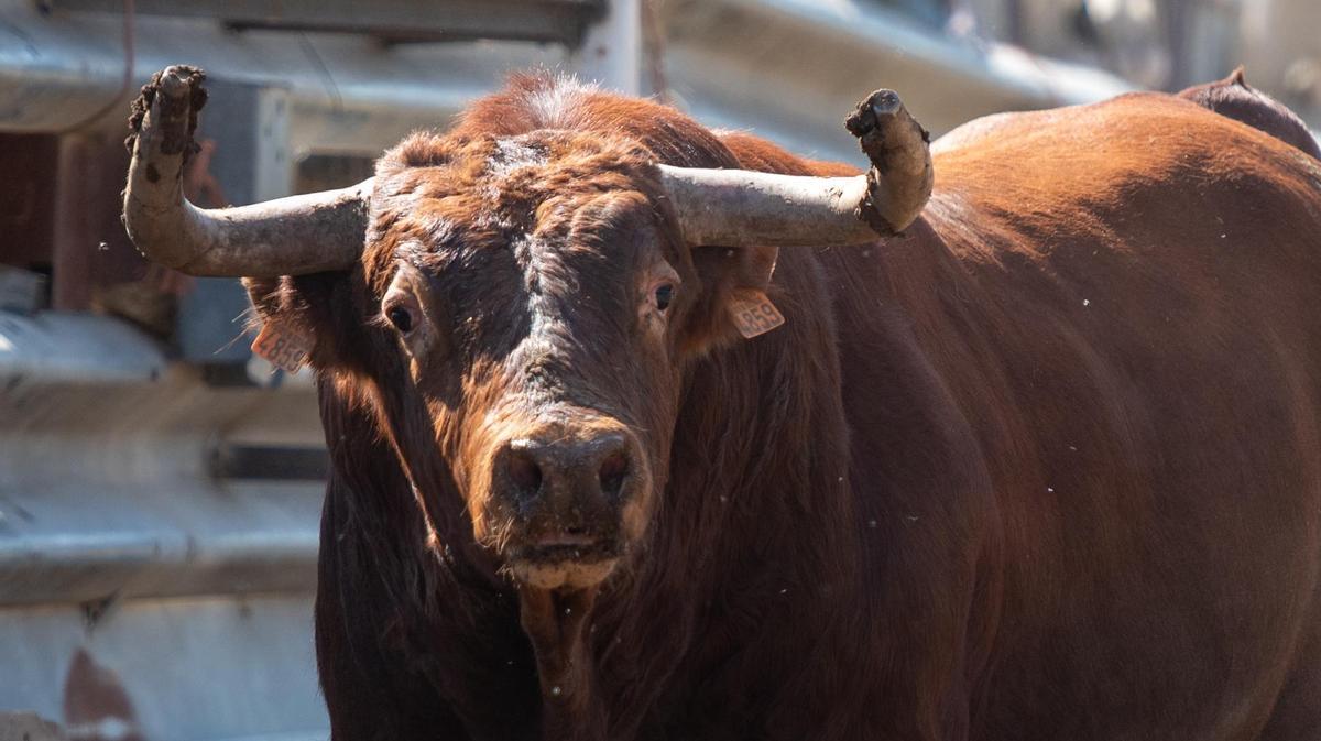El torito del sábado 21, en la finca.