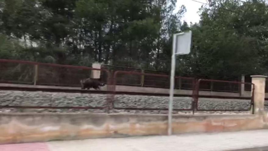 Un jabalí, a todo tren por las vías del metro de La Canyada