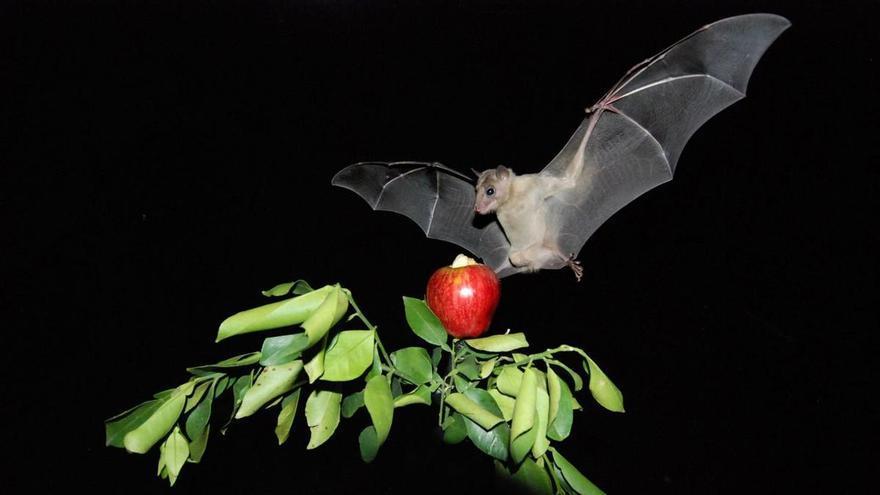 El murciélago que tiene la clave contra la próxima pandemia