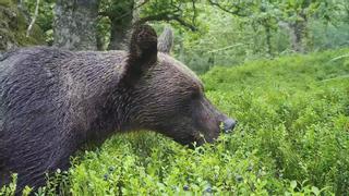 Así se alimentan los osos: las cámaras del FAPAS graban a un oso comiendo arándanos