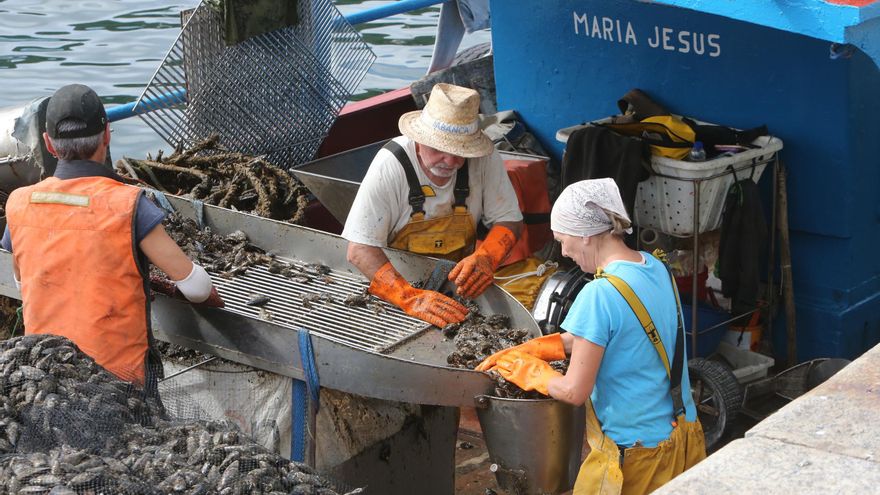 La toxina ofrece una tregua a los bateeiros de Bueu, pero temen otro cierre inminente