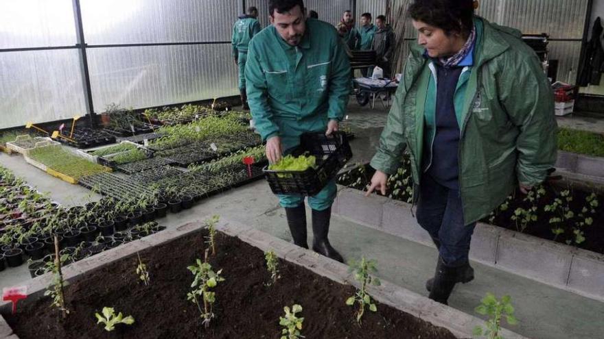 Uno de los alumnos del obradoiro de empleo con una monitora en uno de los cultivos. // Noé Parga