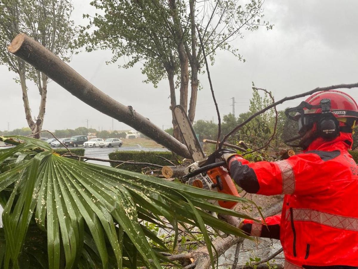 Un operario municipal retira un árbol en Huelva.