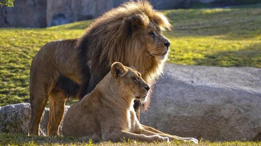 Pareja de leones en la Sabana africana de Bioparc