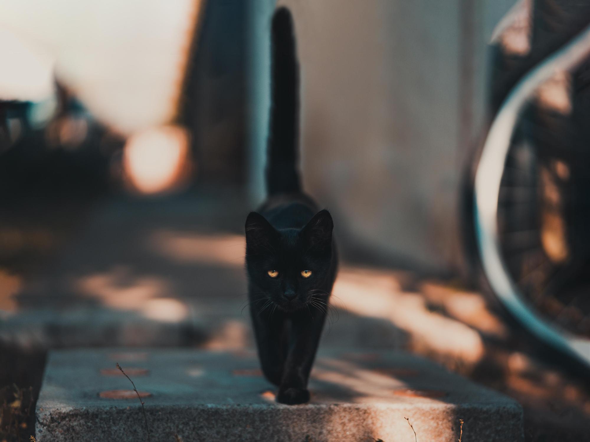 Halloween y gatos negros, una combinación letal.