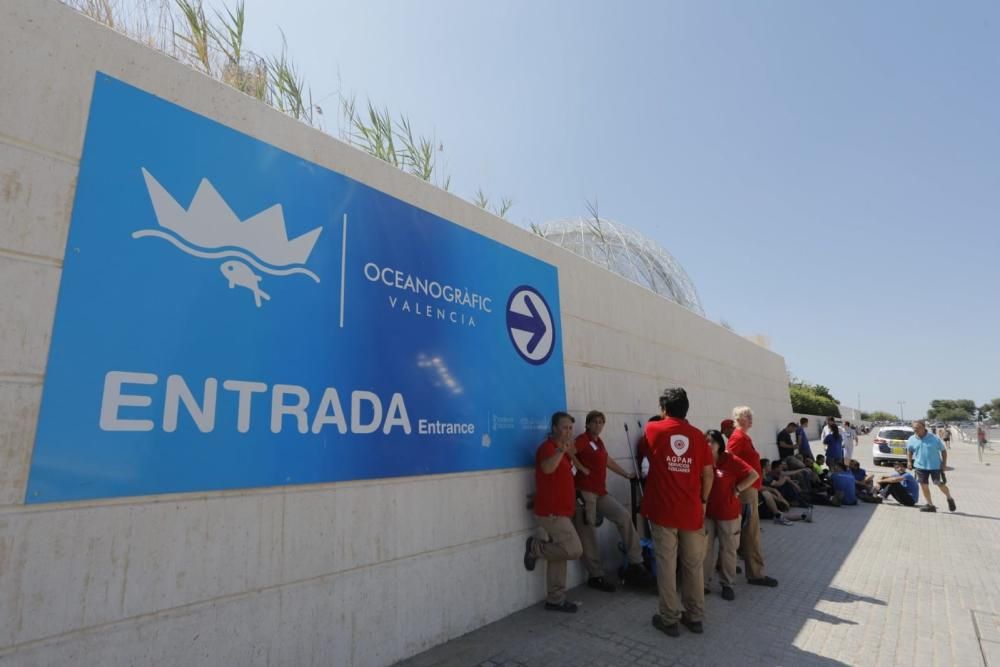 Incendio en l'Oceanogràfic de València