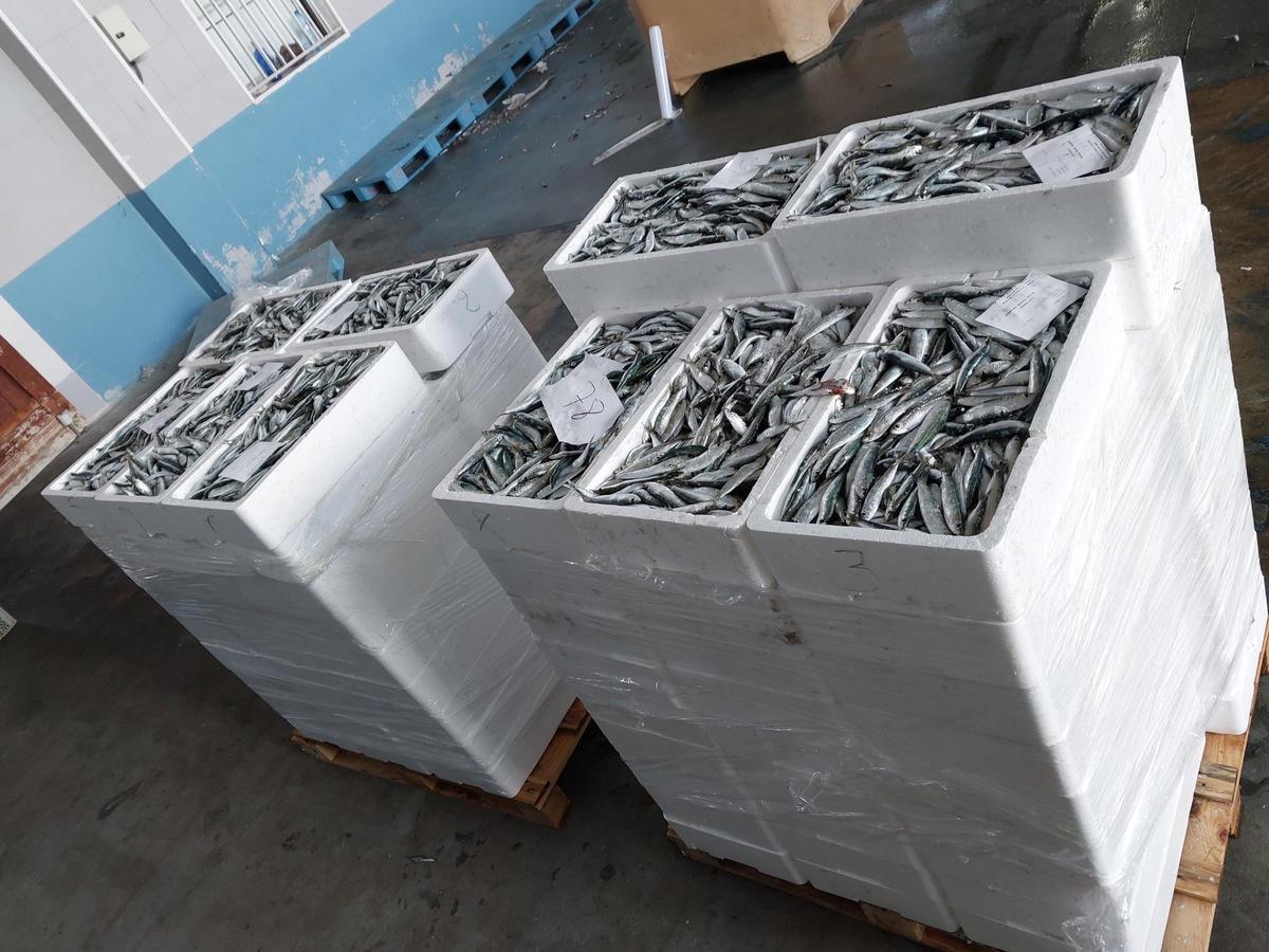 Sardina decomisada por los inspectores del Ministerio de Agricultura.