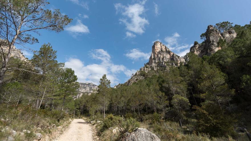 Descubre el animal que se deja ver en un paraje natural de Castellón en las horas crepusculares