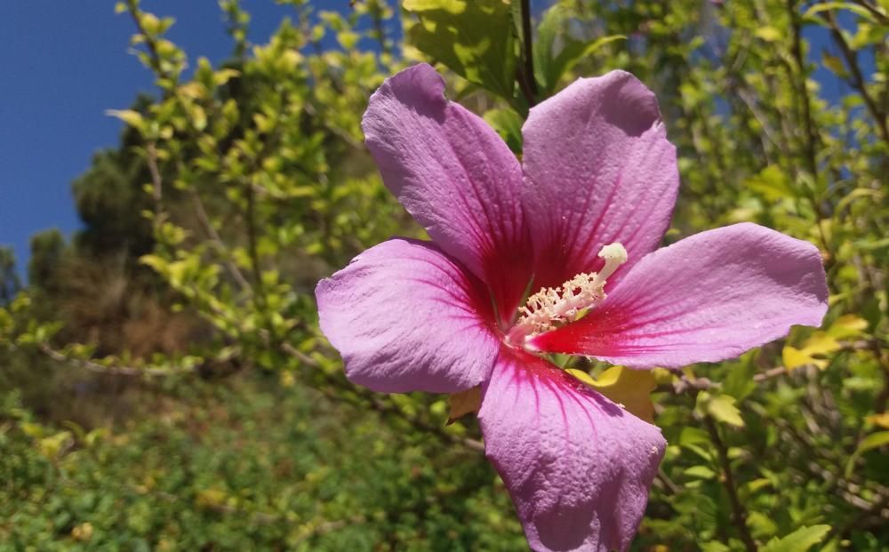Las 12 flores del año 2018 en el Jardín de la Concepción - La Opinión de Málaga Las 12 flores del año 2018 en el Jardín de la Concepción - La Opinión de Málaga