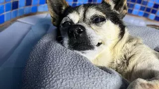 La Guardia Civil busca a quién tiró al perrito 'Patuco' a la basura en Vecindario