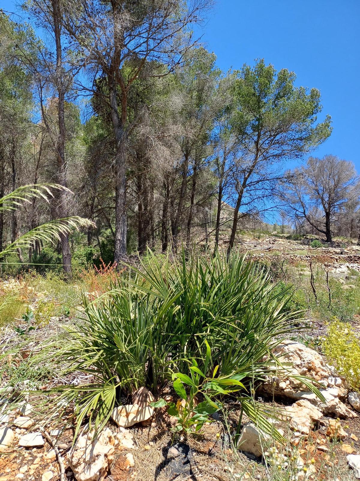 Plantas rebrotadoras como el palmito ya están abriendose camino en el Montgó