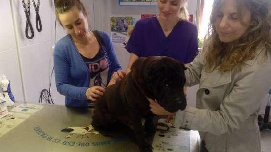 La perra &quot;Cata&quot; en el centro veterinario de A Caeira. // Cadeliños