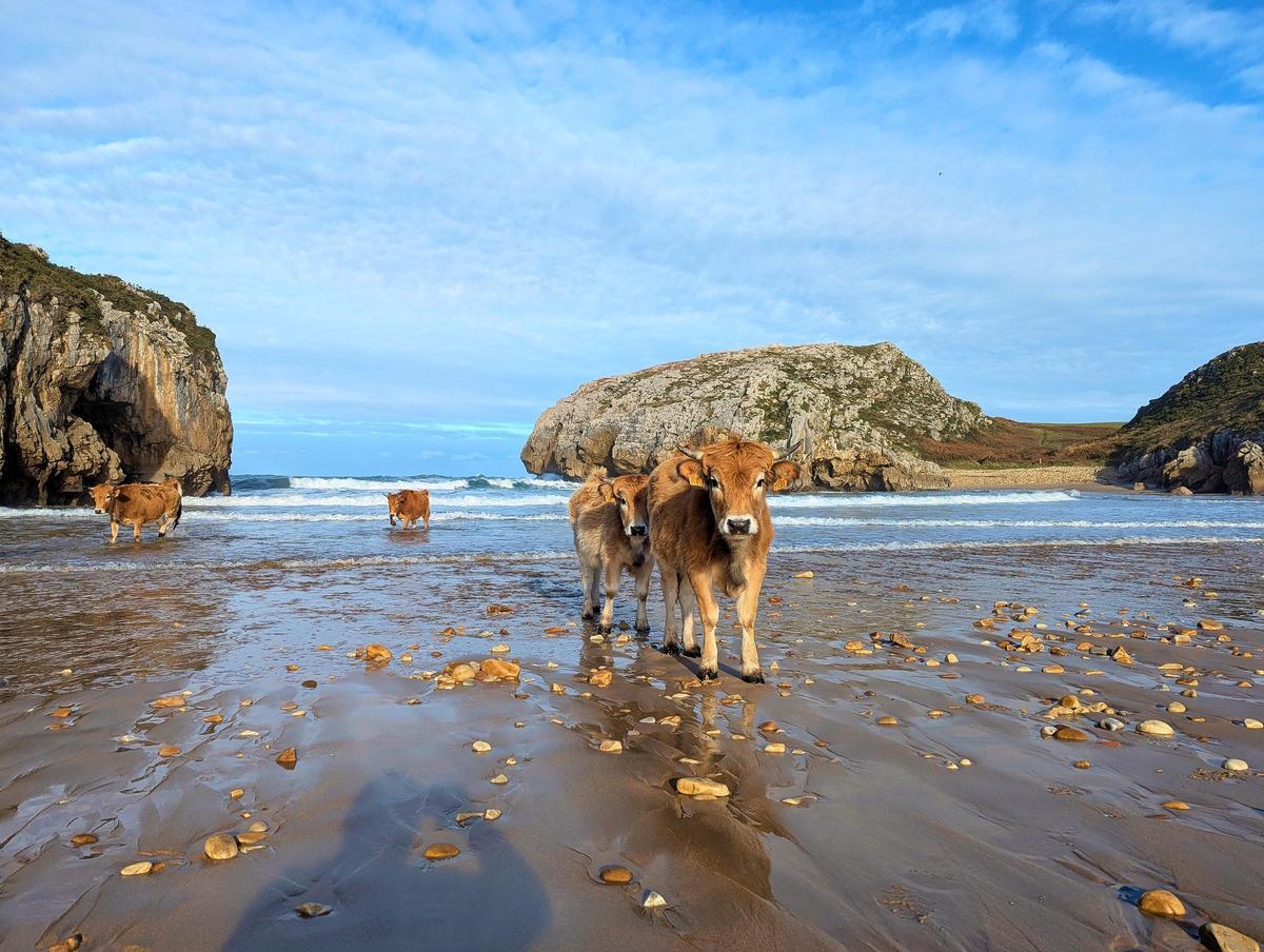 Vacas en la playa de Cuevas de Mar, en Llanes