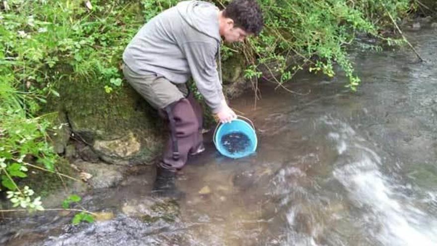 Un socio de &quot;Las Mestas del Narcea&quot; libera alevines de salmónidos en el río.