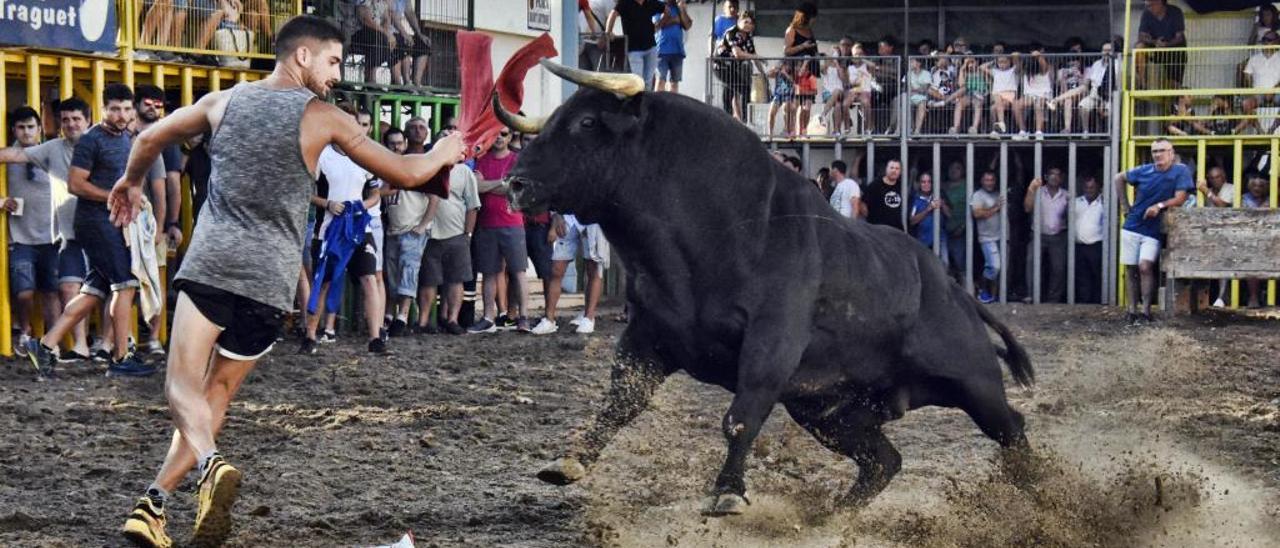 El Torico de Cuerda de Chiva va a más