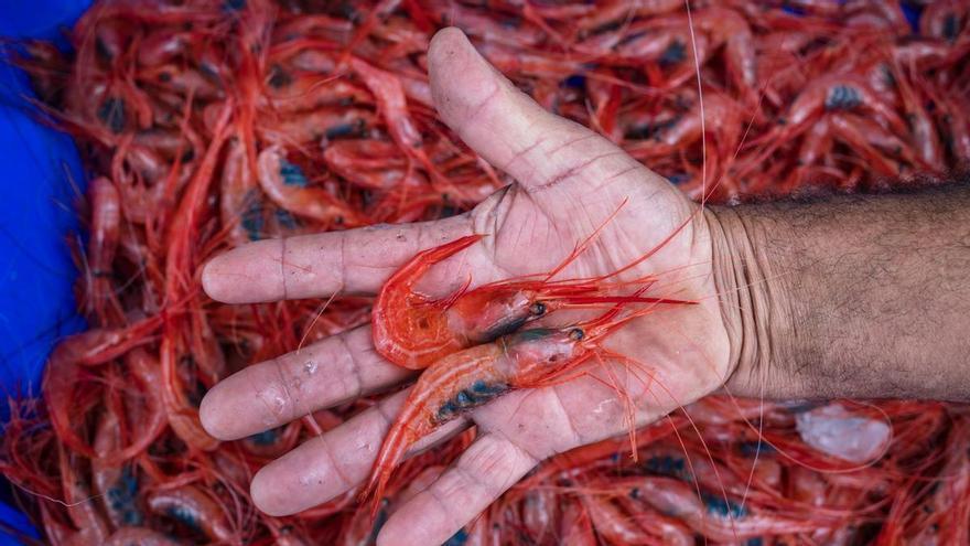 Essential for Seafood Lovers: A Tenerife Village to Distribute a Tonne of Prawns at a Culinary Festival
