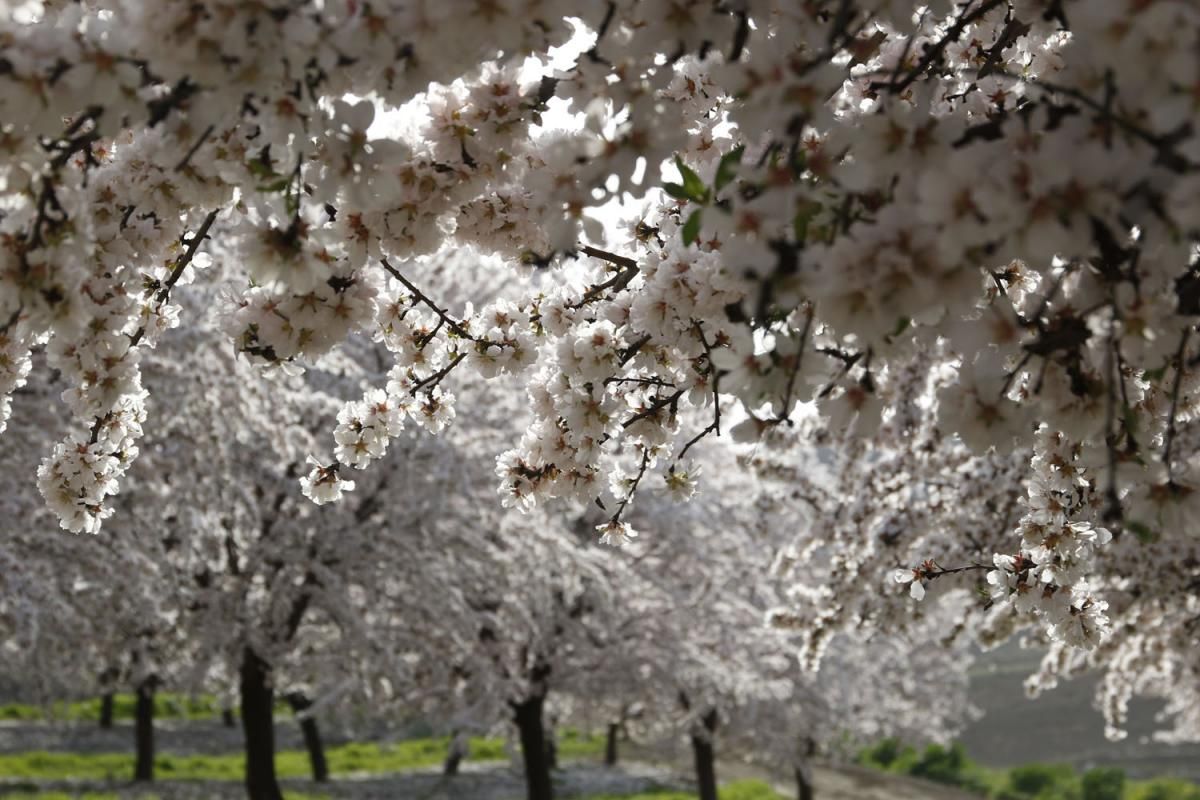 Almendros en flor, un espectáculo de la naturaleza