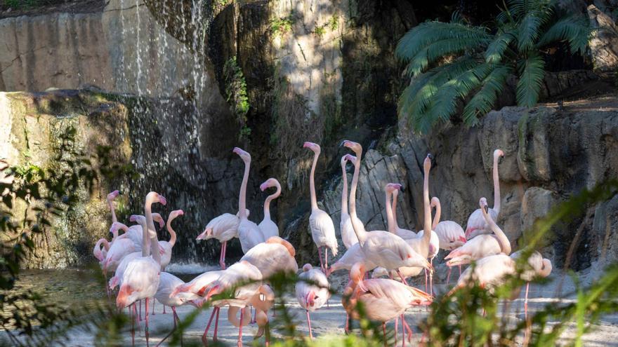 Doble conmemoración medioambiental en Bioparc Valencia por el Día del Árbol y el de los Humedales