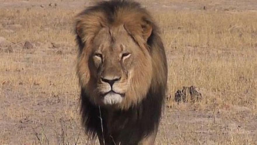 Un cazador español pagó 50.000 euros por la cabeza de &#039;Cecil&#039;