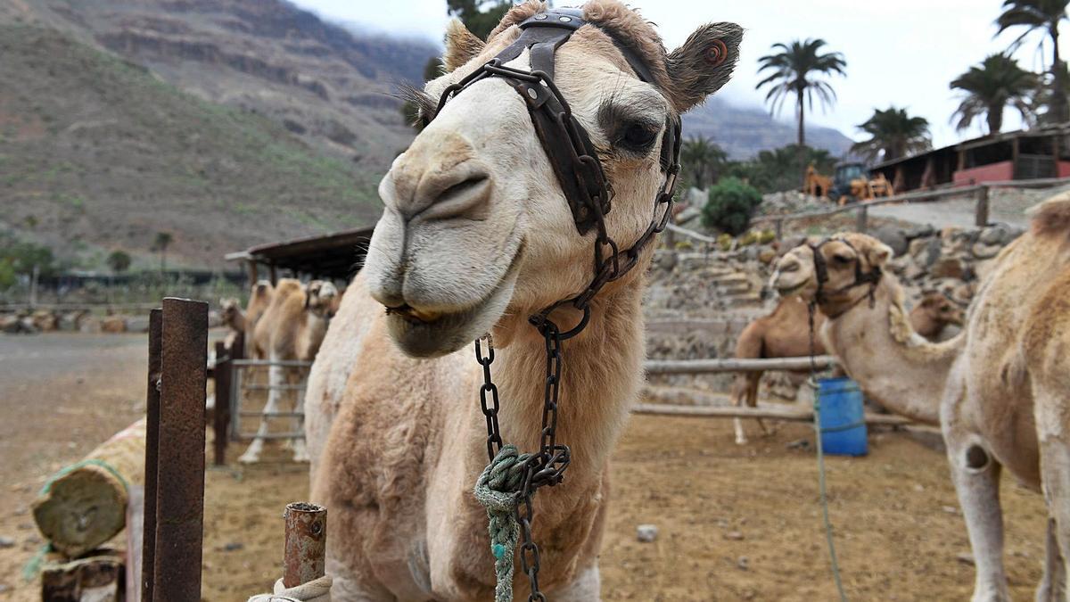 Primer plano de uno de los camellos de Camel Park, empresa situada en Arteara.