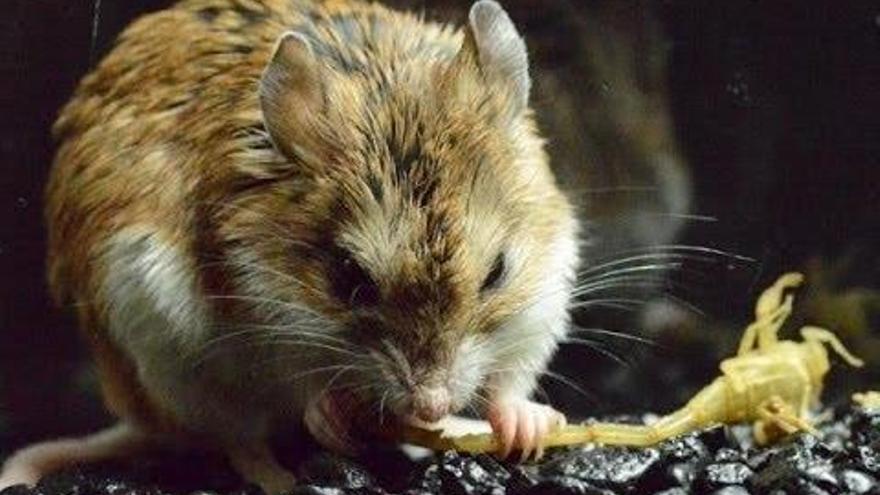 Un ratón saltamontes comiéndose un escorpión.