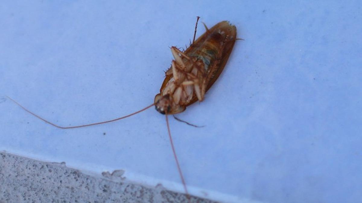 Una cucaracha