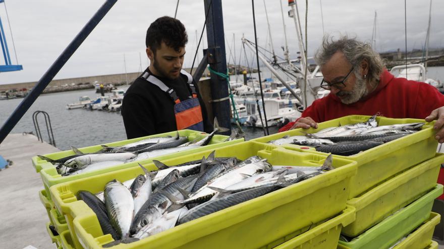 Asturias logra cambiar cuota no gastada de xarda por merluza, mucho más escasa