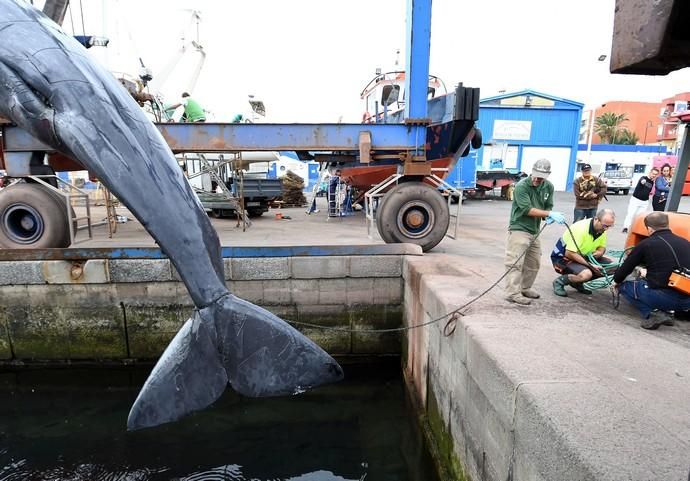 14/03/2019 TALIARTE. TELDE. Recogida del cachalote varado en la costa de Telde.   Fotografa: YAIZA SOCORRO.