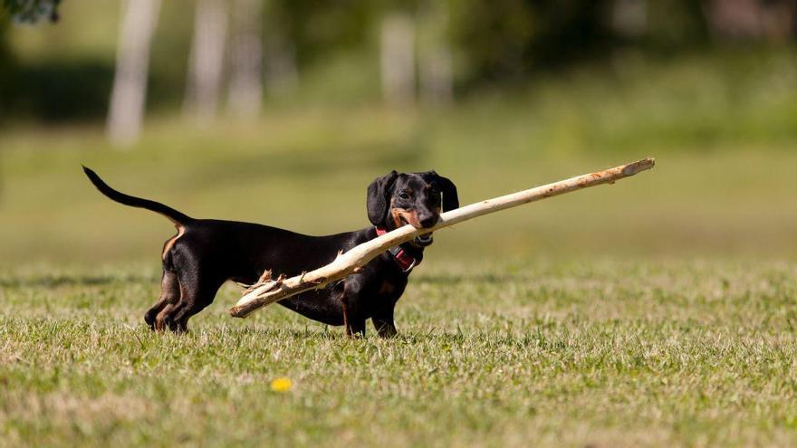 La raza de perro que está de moda en España no es la que muchos imaginan: repite como la más popular de cara a 2026