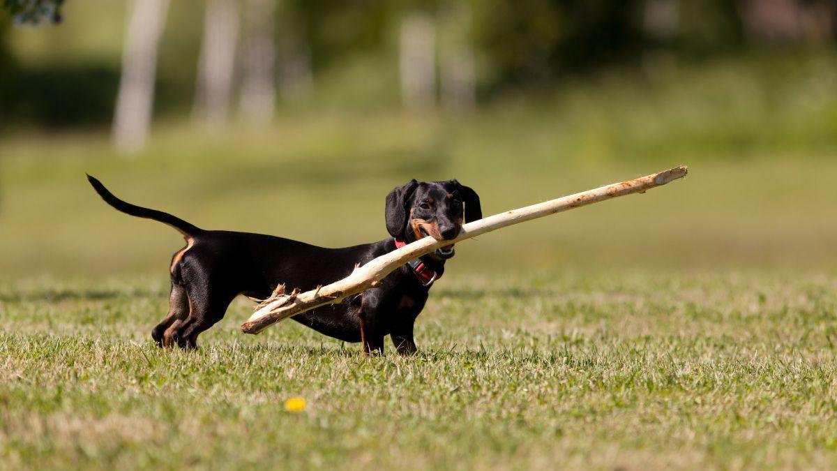 Un teckel juega con un palo en el parque, una de las razas de perro más populares en España.