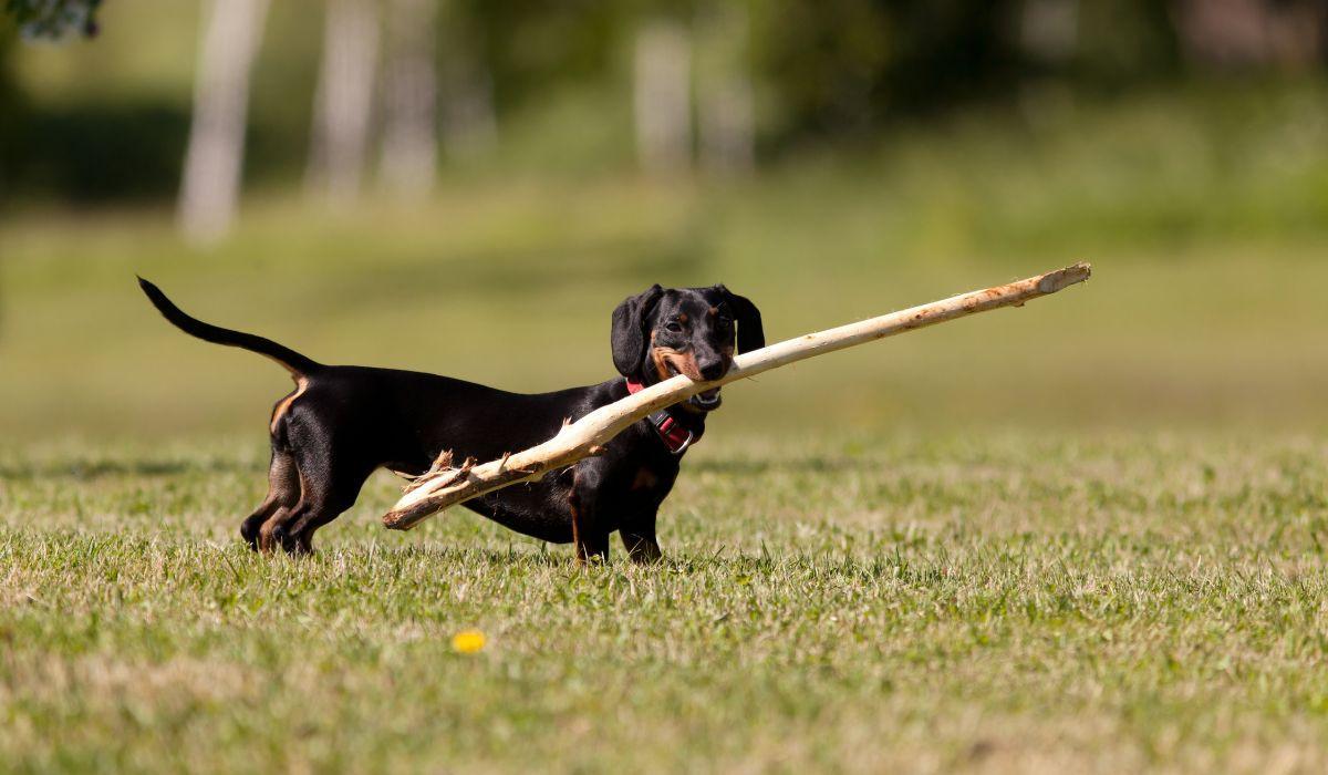 Un teckel juega con un palo en el parque, una de las razas de perro más populares en España.