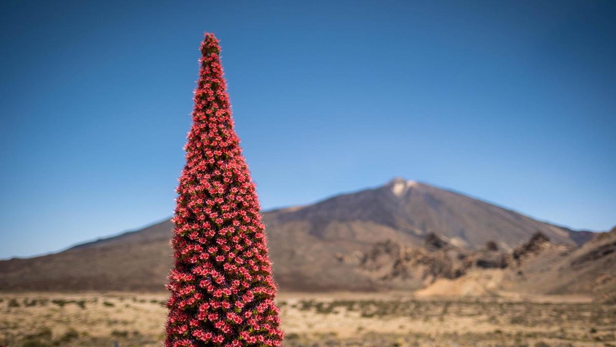 Un tajinaste con el Teide al fondo este sábado en el Parque Nacional del Teide.