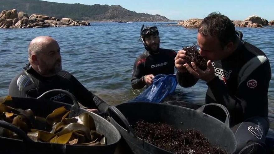 &#039;El chef del mar&#039; de TVE visita hoy Galicia para descubrir las cualidades de las algas