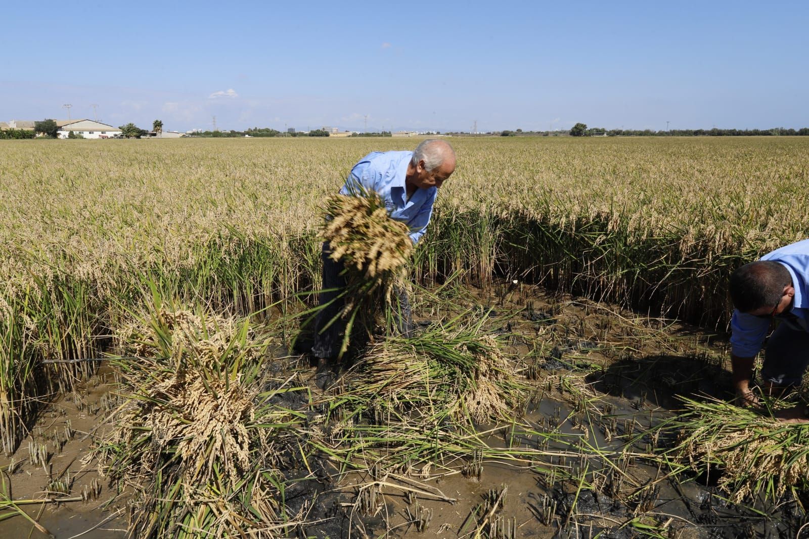 Todas las imágenes de la Fiesta de la Siega del Arroz 2024