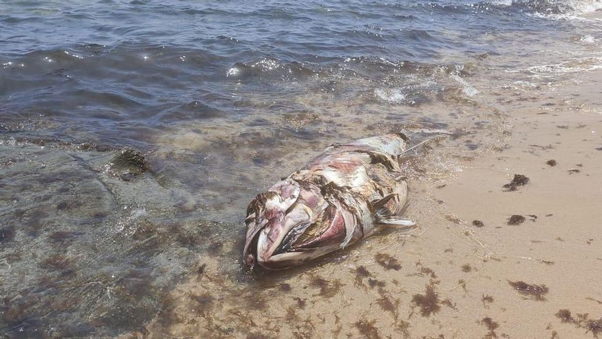 El misterio de los atunes muertos en las playas de Cádiz: los ecologistas dan la voz de alarma