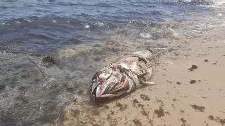 El misterio de los atunes muertos en las playas de Cádiz: los ecologistas dan la voz de alarma