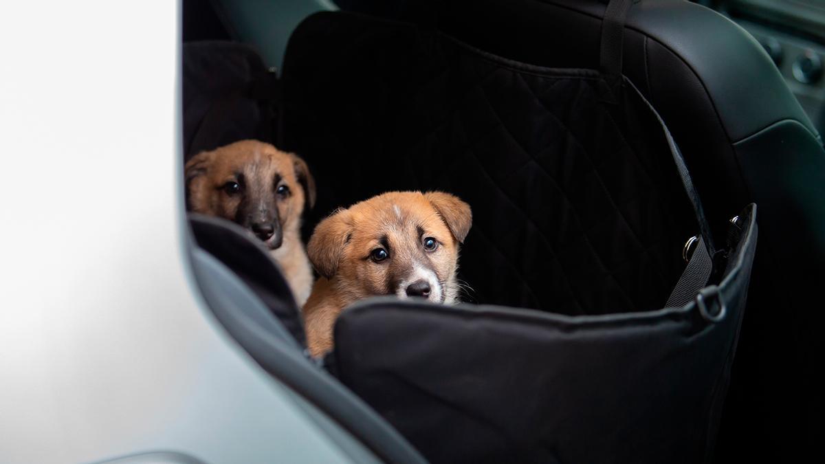 Cambios por circular con nuestro perro en el coche por la entrada en vigor de la "controvertida Ley de protección de los derechos y el bienestar de los animales": adiós a acariciarlo y sanción de 500 euros